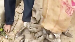 जानवरो के सींग से लाखों कमाओ l???? #crore #shortvideo #shorts.