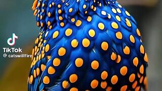 Beautiful birds