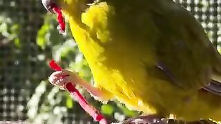 The eating parrot