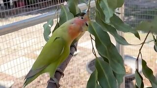 The Parrot flower