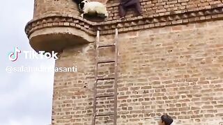The sheep on the top