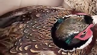 The duckling