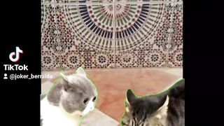 Cat VS cat animal cute