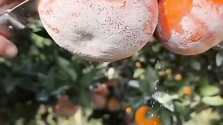 Fruit #alifnur #fruit #fruits #fruitlover