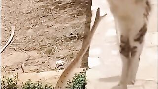 How funny again