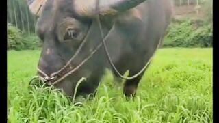 Big  Buffalo  eating grass