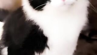 Funny cat ????????