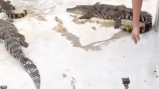 So many gators, so little time