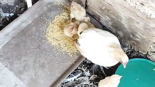 La gallinita con sus pollitos