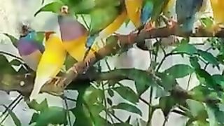 Nature Color