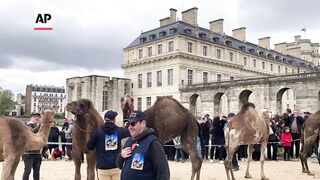 Parade of camelids outside the Chateau de Vincennes in France.