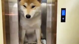 Funny Animals