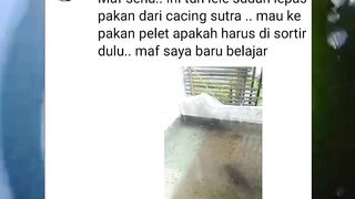 Jika larva lele lepas casut mau ganti ke pakan pelet apakah perlu disortir dulu❓