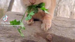 Funny rabbit