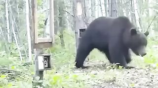 Bear reacts to a mirror