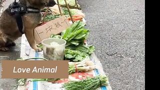 Dog sell vegetables