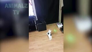 Les animaux les plus drôles échouent! - ESSAYEZ DE NE PAS RALLIER LE DÉFI!