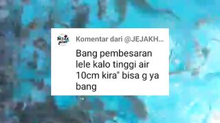 Pembesaran lele dengan ketinggian air kolam 10cm❗BISA atau TIDAK❓