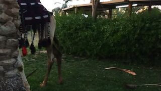 Camal fastaval