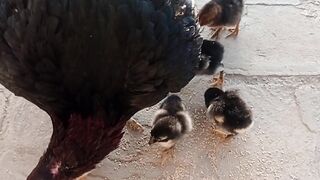 How cute they are ????