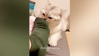 New Funny Animals 2024 Funniest Cats and Dogs Videos