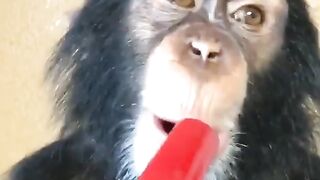 the cute simpanse