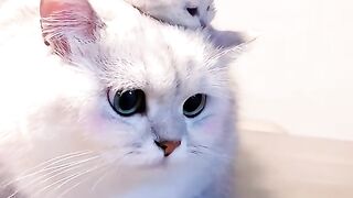 Beautiful white cat
