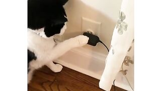 Funny cat's