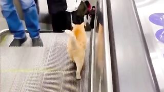 The cat goes against the escalator