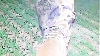 Dog bit forest pig 2024
