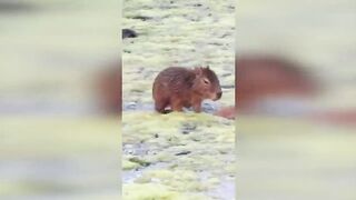 The Science Behind the Unproblematic Nature of the Capybara