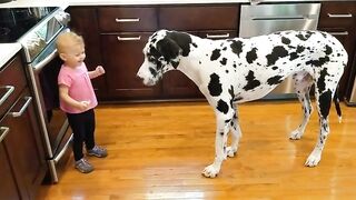 Giggling Toddler Holds Treat In Her Tiny Fist, Tells Giant Dog What To Do Until He Listens