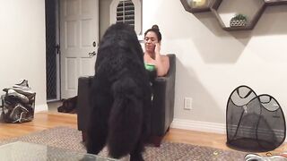 Massive Newfoundland Thinks He's A Tiny Lap Dog