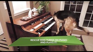 Compilation Of Clever Dogs Flaunting Their Many Talents