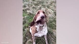 Funny dog and cat display  (very funny )