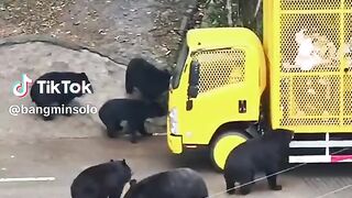Safari zoo