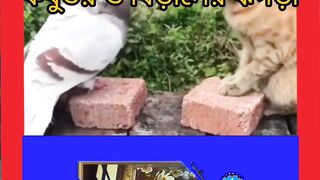 কবুতর বিড়ালের ঝগড়া well come to video