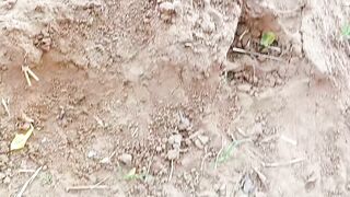#orgenic plants ☘️☘️????