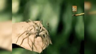 The Traumatizing Reality of Being An Ant