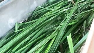 Proses memberi pakan sapi penggemukan