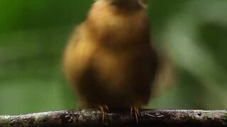 Fashion influencers be like.Featured here is a Atlantic royal flycatcher.