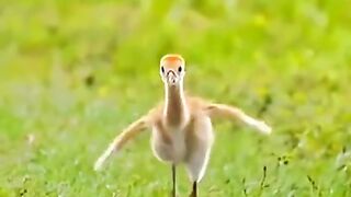 Rare birds and animales