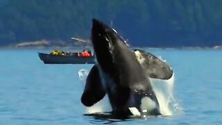 Best animals nature video