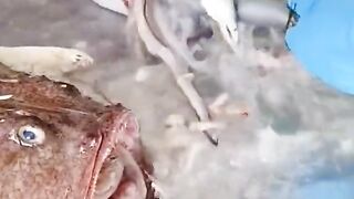 What is in the mouth of fish amaizing video