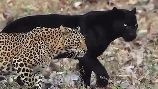 Friendship Goals - We all have that 1 best friend wildlife in beautiful Tiger