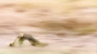 #cutecats #cuteanimals #trending #memes #animalsvideos #memevideo