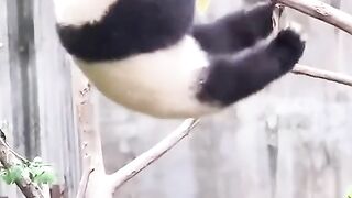panda????
