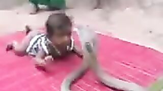 Baby snake fight