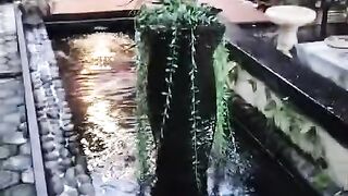 Kolam koi