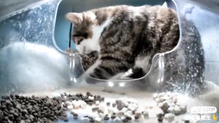 Mr. Baker: The Cat is making biscuits